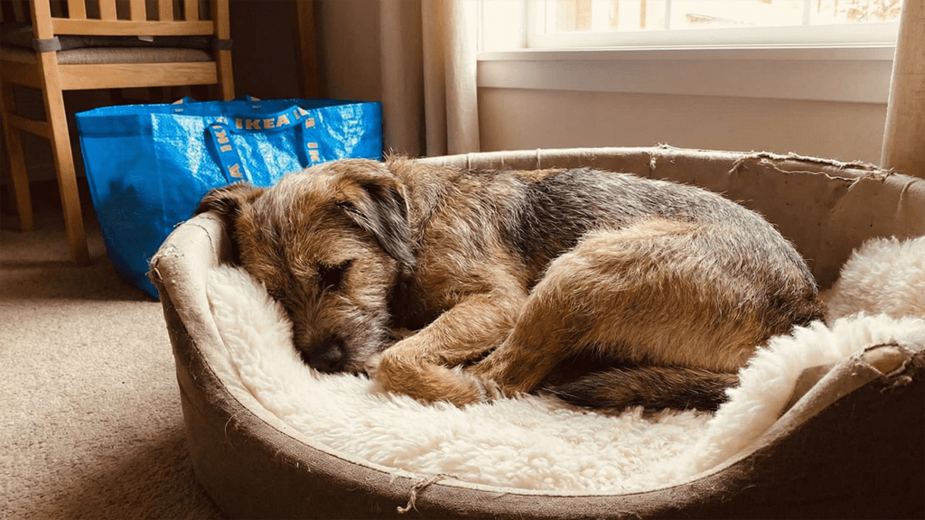 hond in mand met ikea kleedje