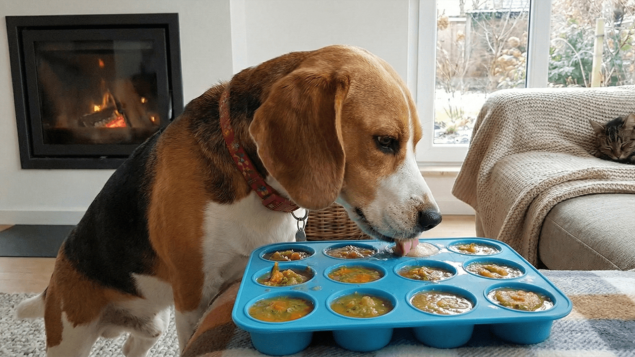 hond_eet_bevroren_snack_in_mal_action