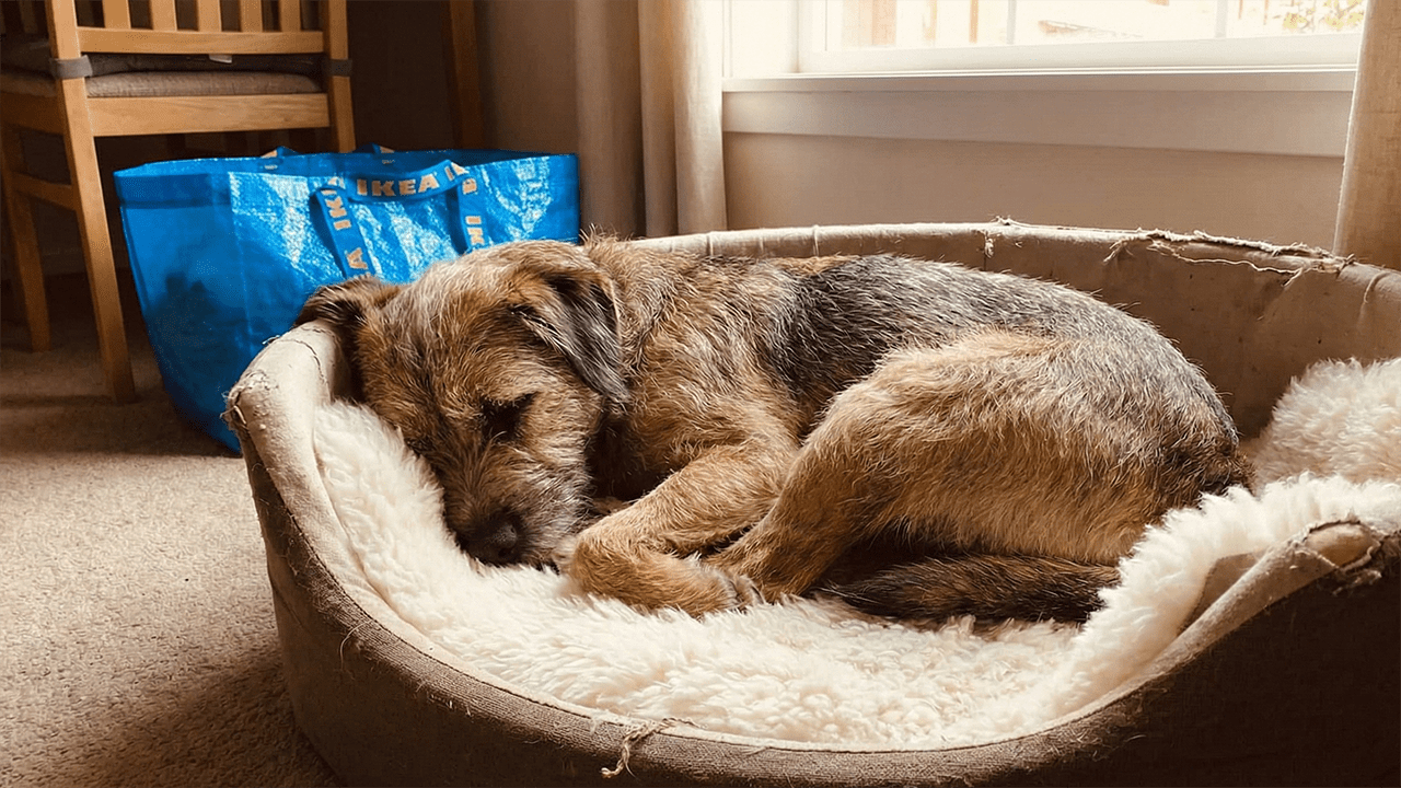 hond in mand met ikea kleedje