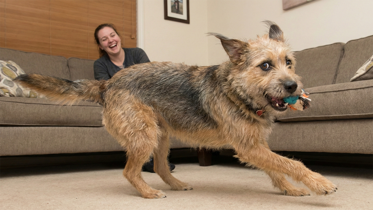 hond_rent_als_een_gek_door_kamer