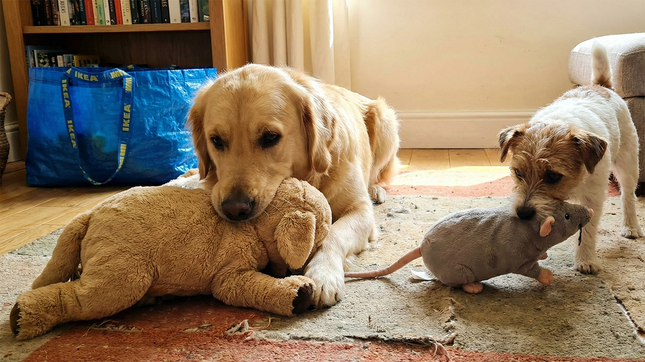 knuffels_ikea_voor_hond