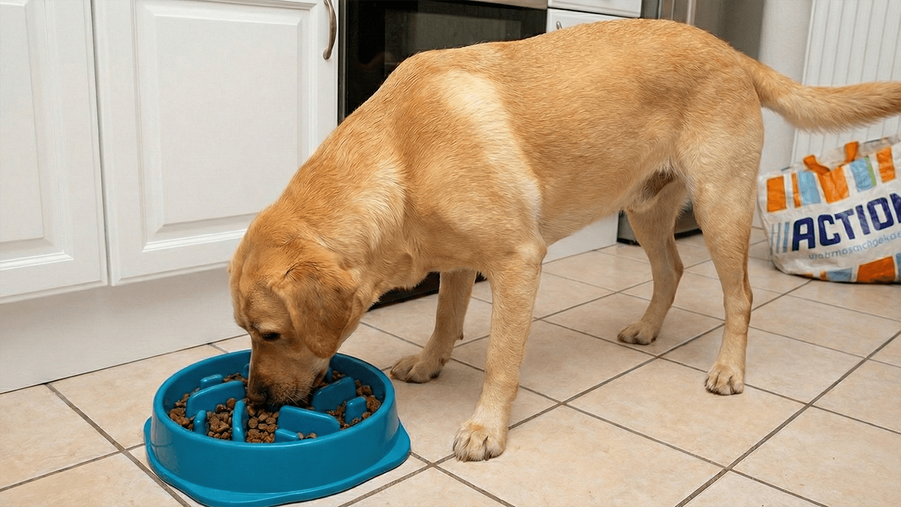 slow_feeder_voerbak_action_voor_hond