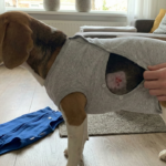 hema_rompertje_voor_hond_bij_wondjes