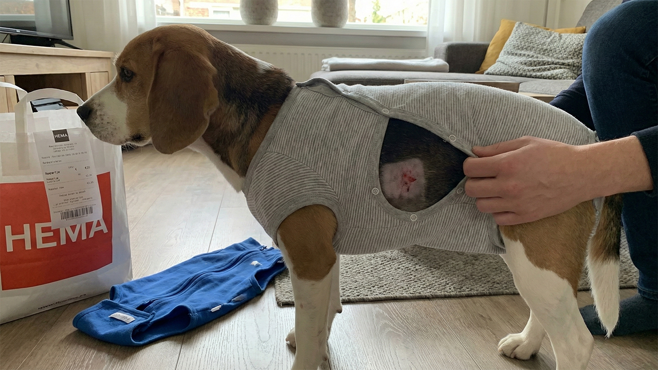 hema_rompertje_voor_hond_bij_wondjes