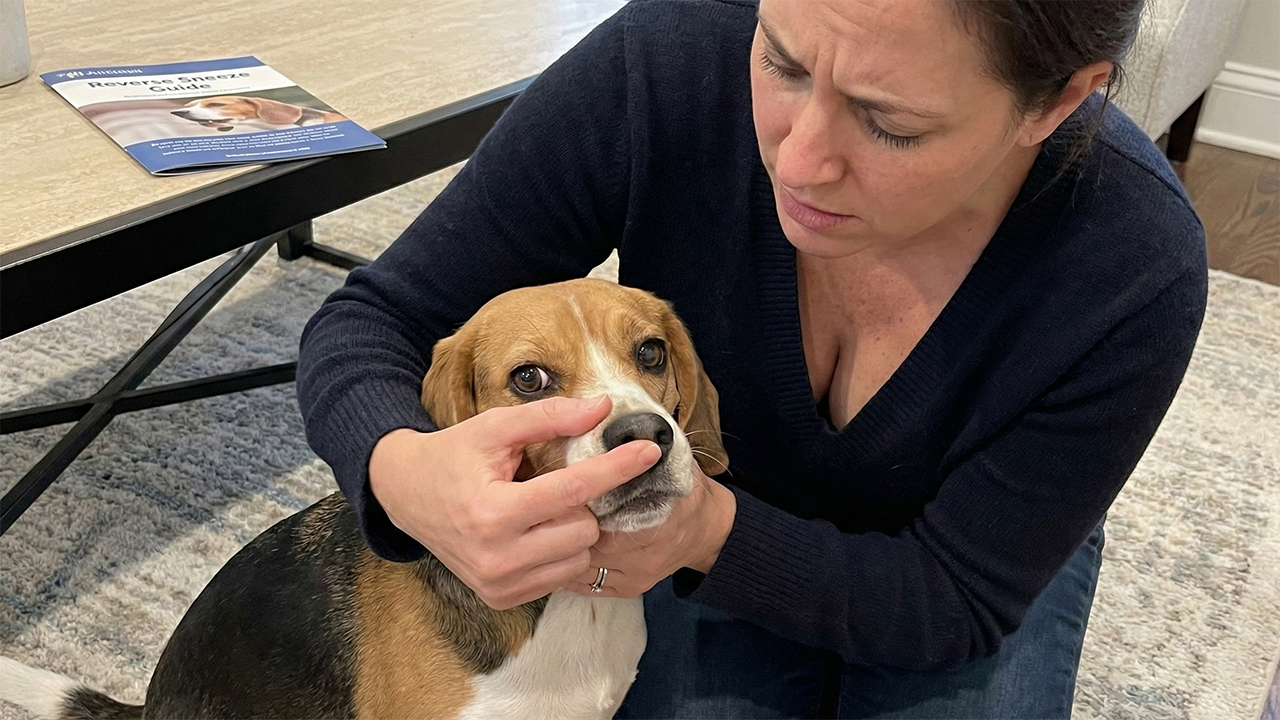 omgekeerde_nies_bij_honden